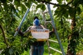 A farm worker preparing ladder in cherry orchard Royalty Free Stock Photo