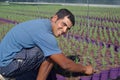 Farm worker preparing new plants