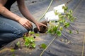 Farm worker preparing and transplanting organic new mashua plant