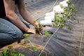 Farm worker preparing and transplanting organic new mashua plant