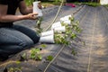 Farm worker preparing and transplanting organic new mashua plant