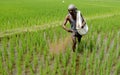 A FARM WORKER THROWS FERTILIZER IN THE PADDY FIELD Royalty Free Stock Photo