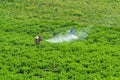 farm worker use chemical pest control poisen as spray to protect the plantation of.pests