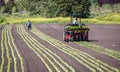 Victoria, British Columbia/ Canada - 06/18/2019: Workers plant rows of crops in a farmers field with the use of a crop tractor .