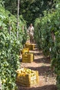 Farm workers make tomato harvest
