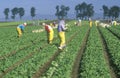 Farm workers picking vegetables