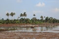 Farm workers plough the wet paddy fields