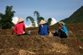 Farm Workers - Sapa Vietnam