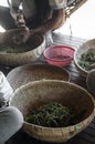 Farm workers sorting fresh pepper peppercorns in kampot cambodia Royalty Free Stock Photo