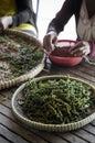 Farm workers sorting fresh pepper peppercorns in kampot cambodia Royalty Free Stock Photo