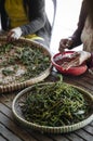 Farm workers sorting fresh pepper peppercorns in kampot cambodia Royalty Free Stock Photo