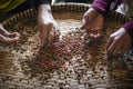 Farm workers sorting fresh pepper peppercorns in kampot cambodia Royalty Free Stock Photo