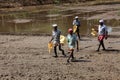 Farm workers throw fertilizer in the paddy fields