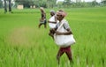 A FARM WORKERS THROWS FERTILIZER IN THE PADDY FIELD