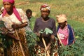 Farm workers, Uganda