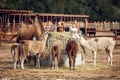 Farm yard with alpacas and camel Royalty Free Stock Photo
