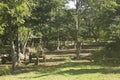 Farm Yard trees and ornaments