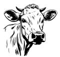 Farm young Cow animal sketch hand drawn Vector illustration Cartoon Royalty Free Stock Photo