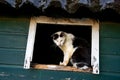 Farmcat sitting in the window of an old barn Royalty Free Stock Photo
