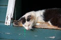 Farmcat sleeping in the window of an old barn Royalty Free Stock Photo