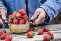 Farme`s hands hold an old kitchen pot full of fresh ripe strawberries Royalty Free Stock Photo