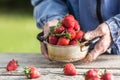 Farme`s hands hold an old kitchen pot full of fresh ripe strawberries Royalty Free Stock Photo