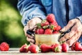 Farme`s hands hold an old kitchen pot full of fresh ripe strawberries Royalty Free Stock Photo