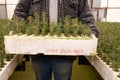 Farmed connifer seedlings