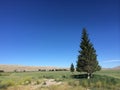 Farmed field with evergreen tree