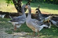 Farmed geese Royalty Free Stock Photo