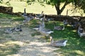 Farmed geese Royalty Free Stock Photo