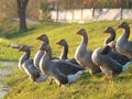 Farmed goose standing on grass Royalty Free Stock Photo