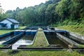 Farmed rainbow trout in Doidam at Chiangmai.