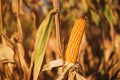 Farmed ripe corn on the cob on cultivated field ready for harvest