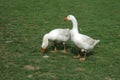 Farmed white goose Royalty Free Stock Photo