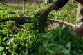 farmer adding organic waste to a smallscale biogas digester Royalty Free Stock Photo