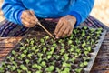 Agriculturist put the young of tobacco tree in black plastic.seedling tray