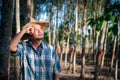 Farmer agriculturist Rubber plantation low yield
