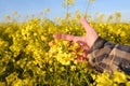 farmer, agronomist hands touch golden blooming yellow rapeseed plants, green fields of ripening agro culture, vegetable lettuce