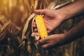 Farmer agronomist holding corn ear on the cob