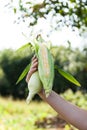 Farmer agronomist holding corn. Ripe sweet corn