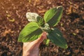 Farmer agronomist holding sunflower crop seedling in field