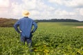 A farmer, agronomist stands with his back turned in an agricultural soybean field