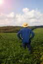 A farmer, agronomist stands with his back turned in an agricultural soybean field