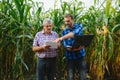 Farmer and an agronomist working in field inspect ripening corn cobs. two Businessman checks ripening of corn cobs. concept of Royalty Free Stock Photo