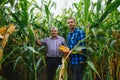 Farmer and an agronomist working in field inspect ripening corn cobs. two Businessman checks ripening of corn cobs. concept of Royalty Free Stock Photo