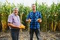 Farmer and an agronomist working in field inspect ripening corn cobs. two Businessman checks ripening of corn cobs. concept of Royalty Free Stock Photo