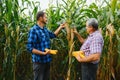 Farmer and an agronomist working in field inspect ripening corn cobs. two Businessman checks ripening of corn cobs. concept of Royalty Free Stock Photo