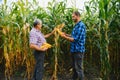 Farmer and an agronomist working in field inspect ripening corn cobs. two Businessman checks ripening of corn cobs. concept of Royalty Free Stock Photo