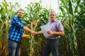Farmer and an agronomist working in field inspect ripening corn cobs. two Businessman checks ripening of corn cobs. concept of Royalty Free Stock Photo